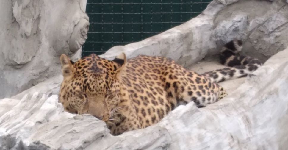 У амурських леопардів у Василівському зоопарку з`явився новий будинок - фото