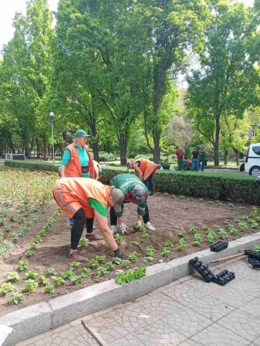 На клумбі у центрі Запоріжжя створили композицію у вигляді червоного маку з двох тисяч квітів - фото