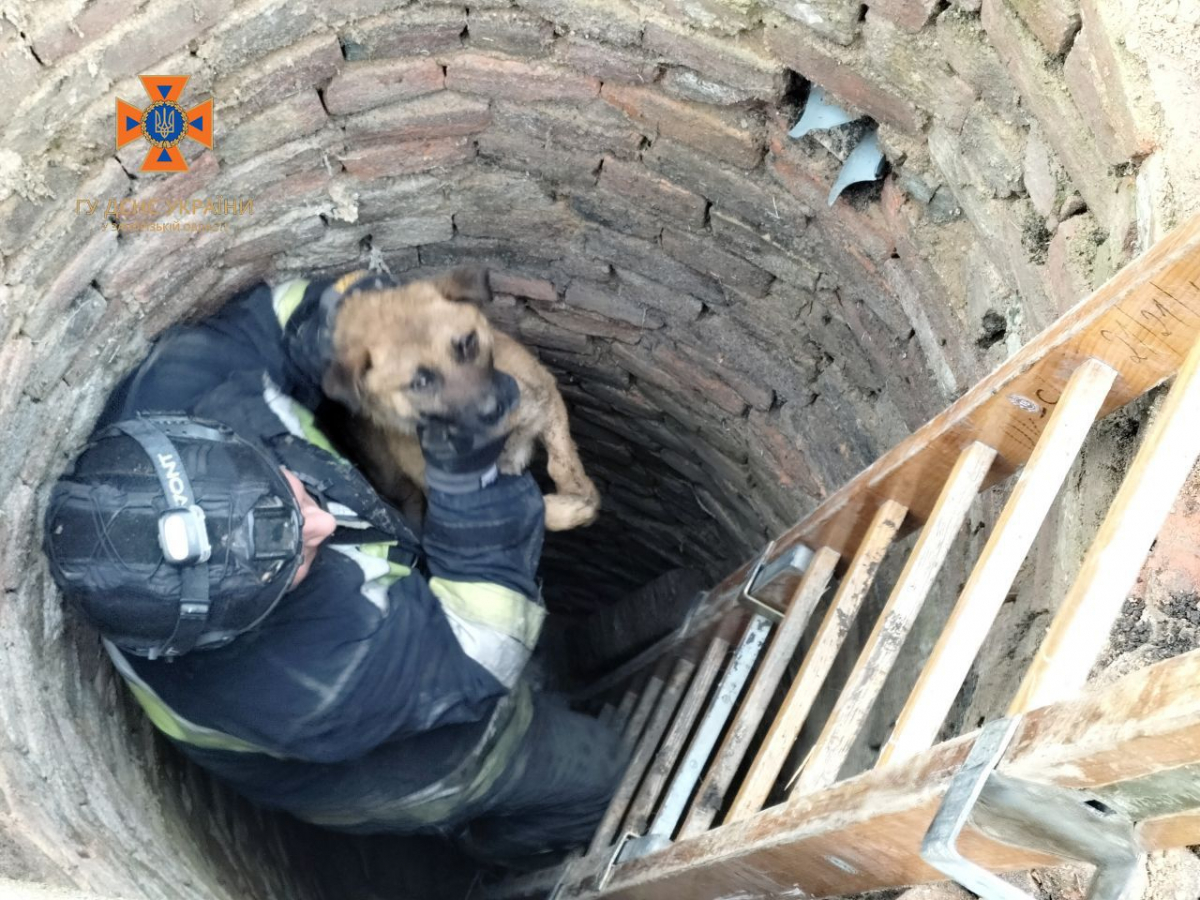 Впав у пересохлу криницю - у прифронтовому Оріхові врятували собаку (фото)