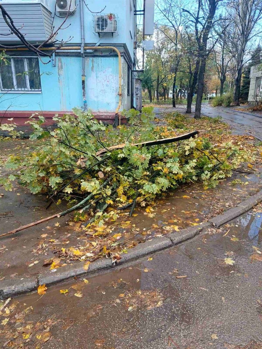 Повалені дерева, пошкоджений автомобіль - що наробила негода у Запоріжжі (фото)