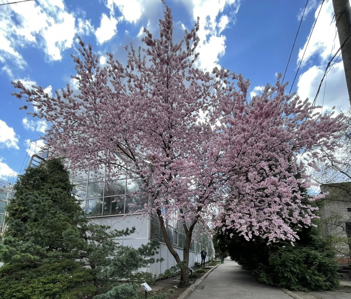 Сакура, магнолії, весняний настрій: запорізький ботанічний сад відкрився для відвідувачів (фото)