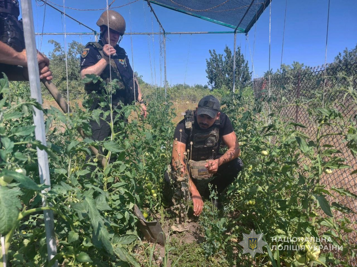Грядки для душі - у Запорізькій області пенсіонер вирощував мак і коноплі замість помідорів (фото)