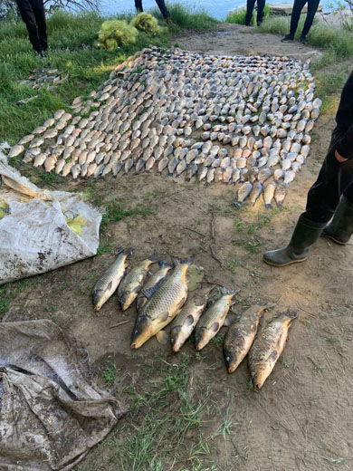 У Запоріжжі браконьєр за раз наловив понад 200 кг риби - ні скуштувати, ні продати не вдалося