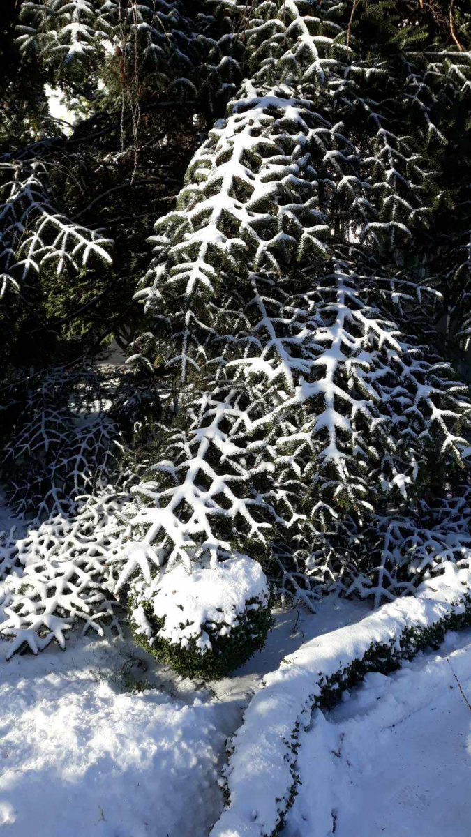 Зимова казка – як виглядає запорізький ботанічний сад під час зимових морозів (фото, відео)