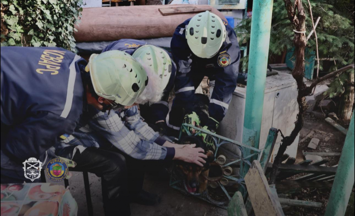 Паркан перетворився на капкан: у Запоріжжі господар викликав рятувальників для порятунку свого собаки (фото)