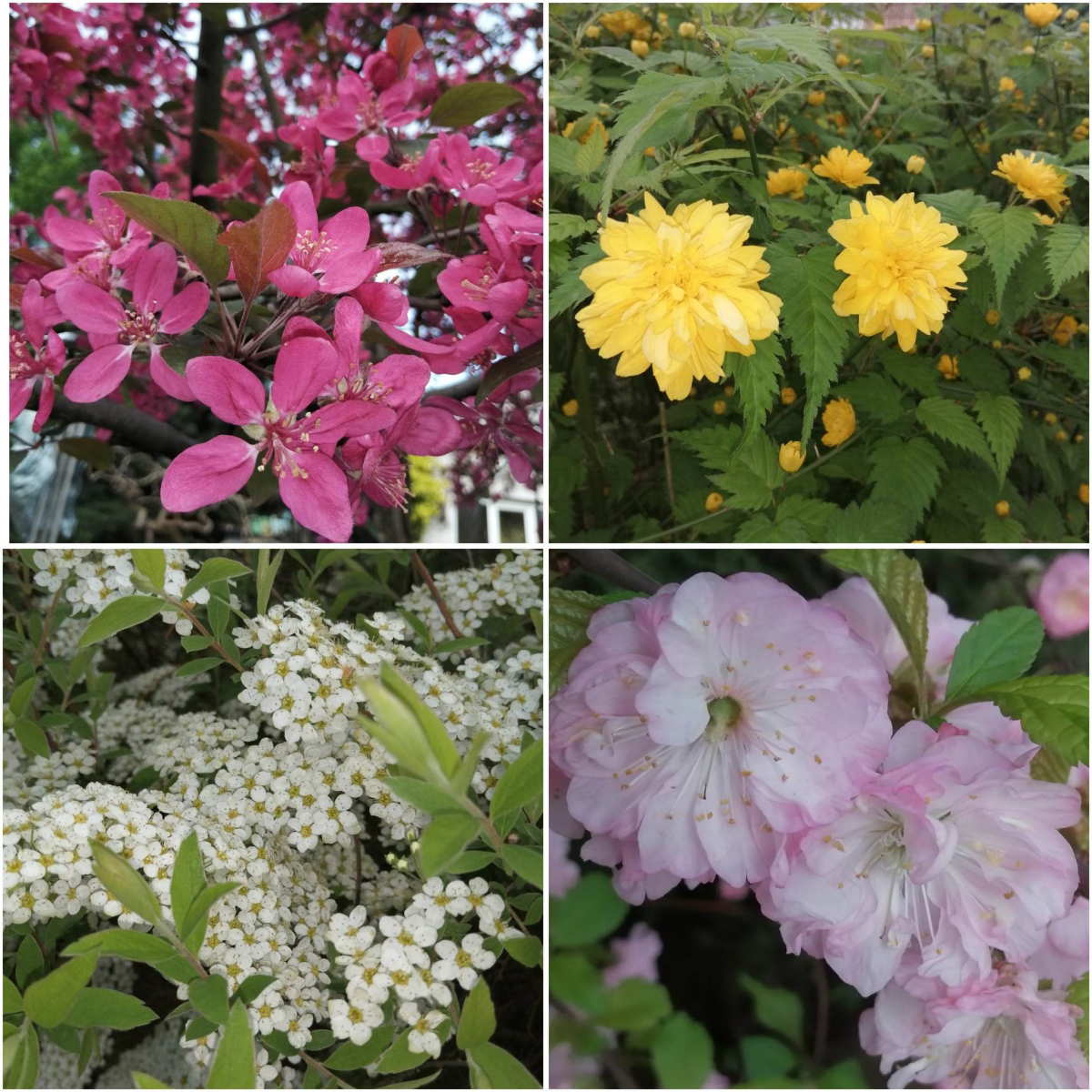 У запорізькому ботанічному саду показали відео, як там гарно цвітуть квіти