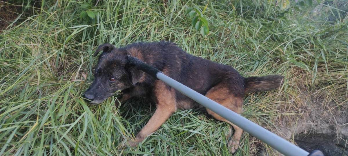 У Запоріжжі врятували собаку, який впав у чотириметровий колодязь - фото