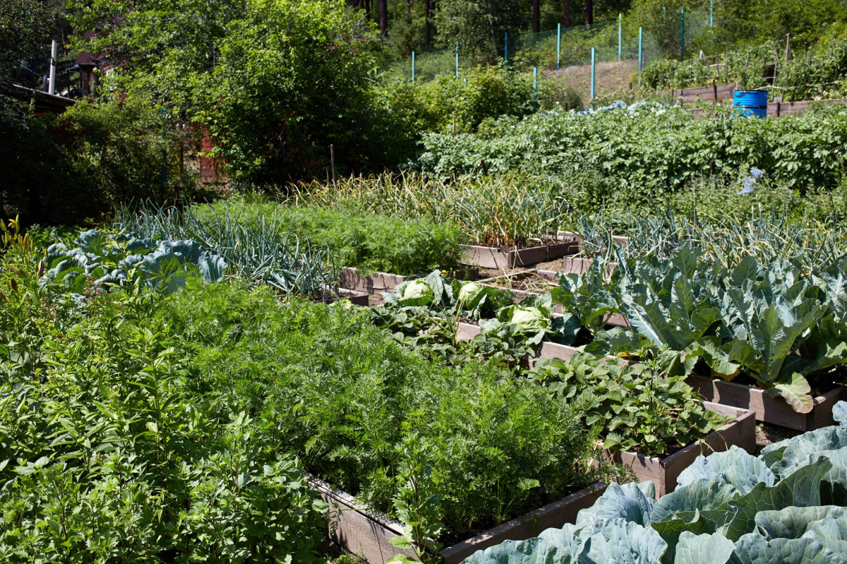 Город без хімії: як підвищити врожайність природними методами