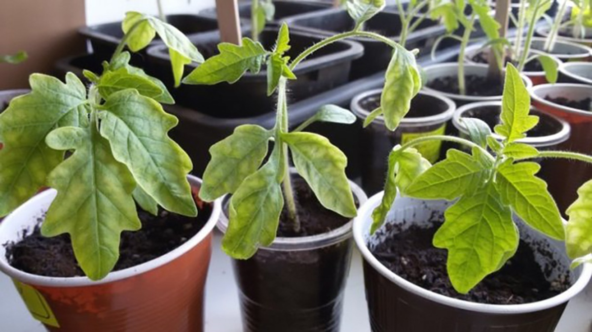 Коли сіяти помідори у Запорізькій області: оптимальні терміни та поради городникам