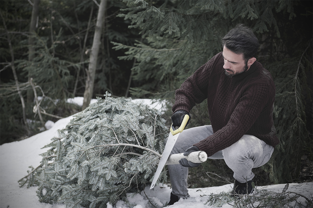 Незаконні новорічні ялинки - запоріжця нагадали чому не можна рубати хвойні дерева і яка відповідальність чекає на порушників
