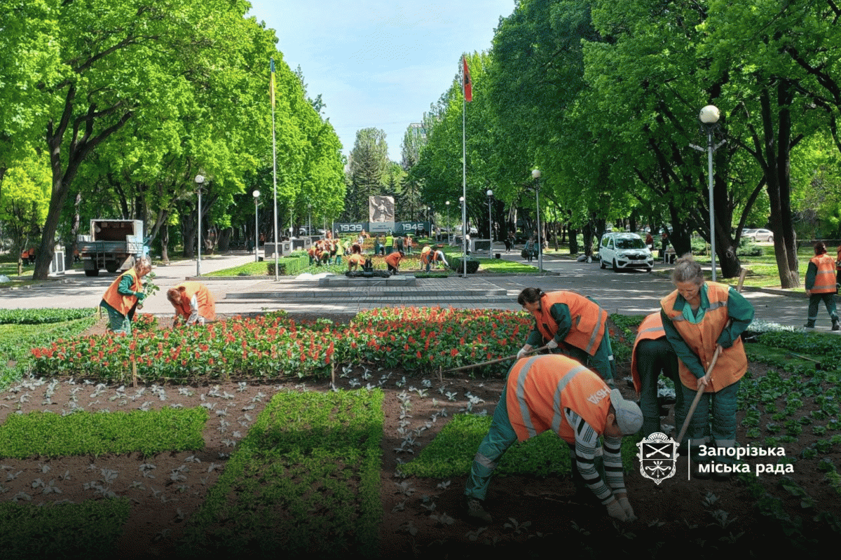 На клумбі у центрі Запоріжжя створили композицію у вигляді червоного маку з двох тисяч квітів - фото