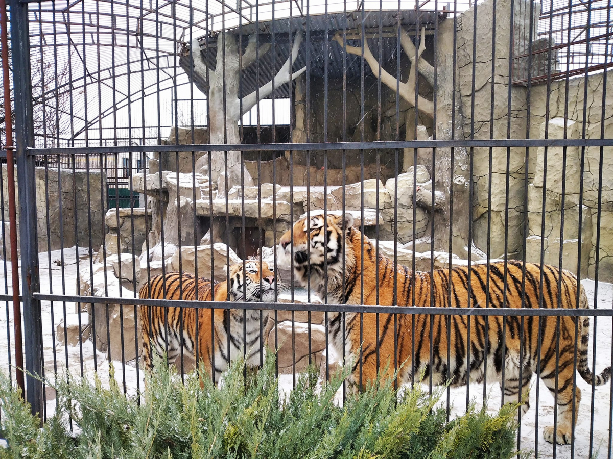 Де знаходяться тварини зі знаменитого зоопарку Запорізької області - спростовуємо чутки (фото)