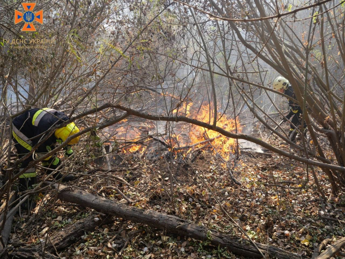 Горіло листя та чагарники: у Запорізькому районі вирувала масштабна пожежа на території лісництва - фото