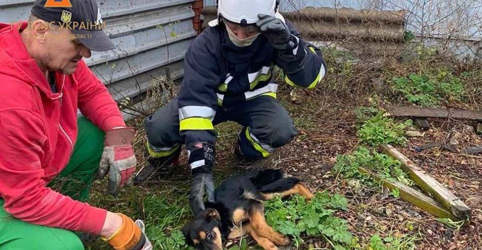 У Запоріжжі врятували двох собак, що впали у глибоку яму - фото