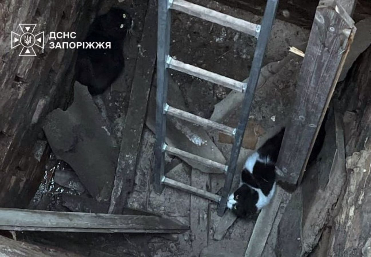 У Запоріжжі коти опинились у пастці - фото