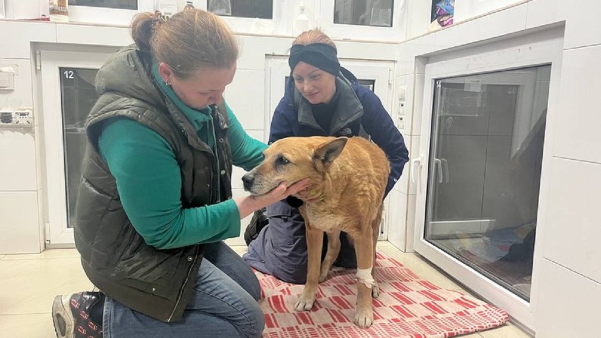 Непритомний та контужений - запорізькі волонтери врятували собаку, який постраждав під час масованого ракетного удару