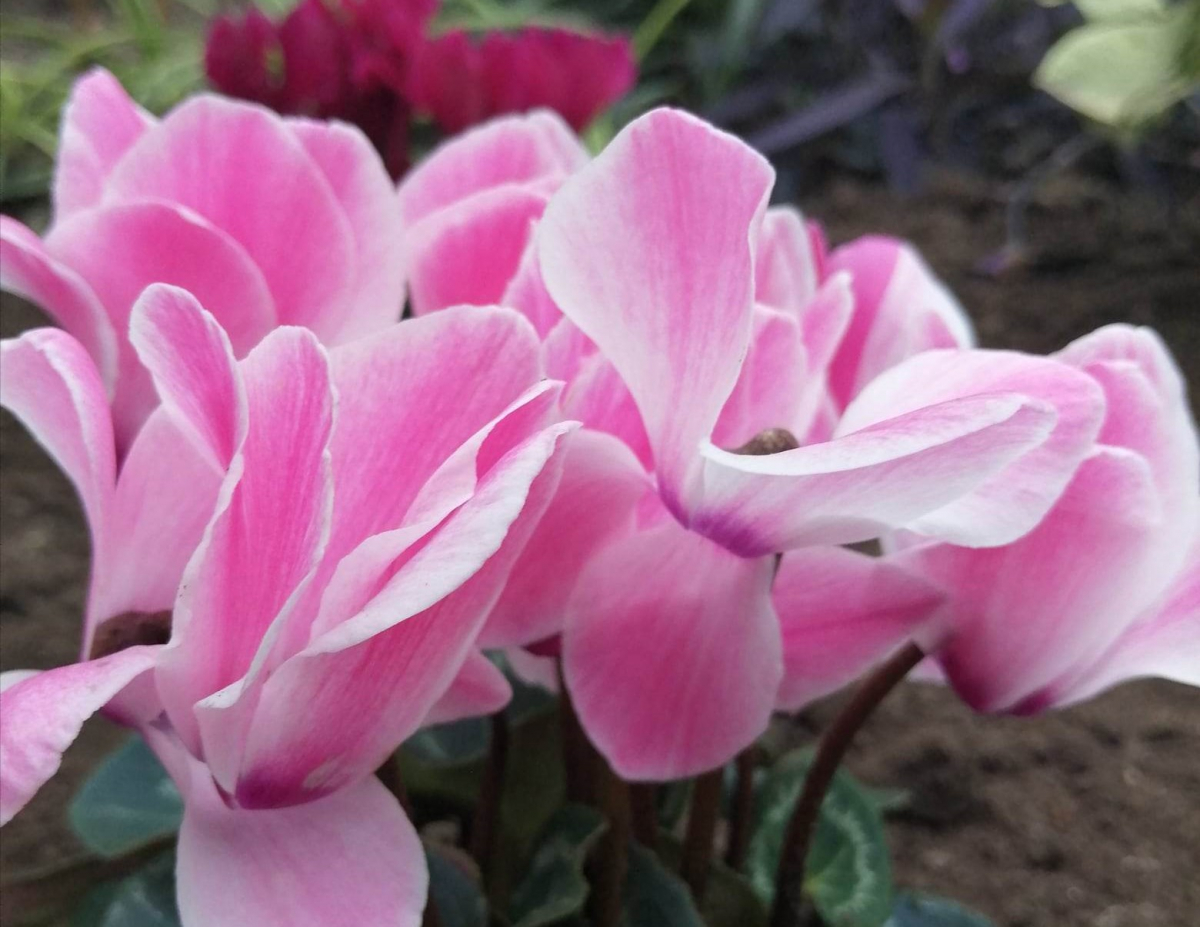 Ніжна краса: у Запорізькому міському ботанічному саду чарівно квітнуть цикламени - фото, відео 