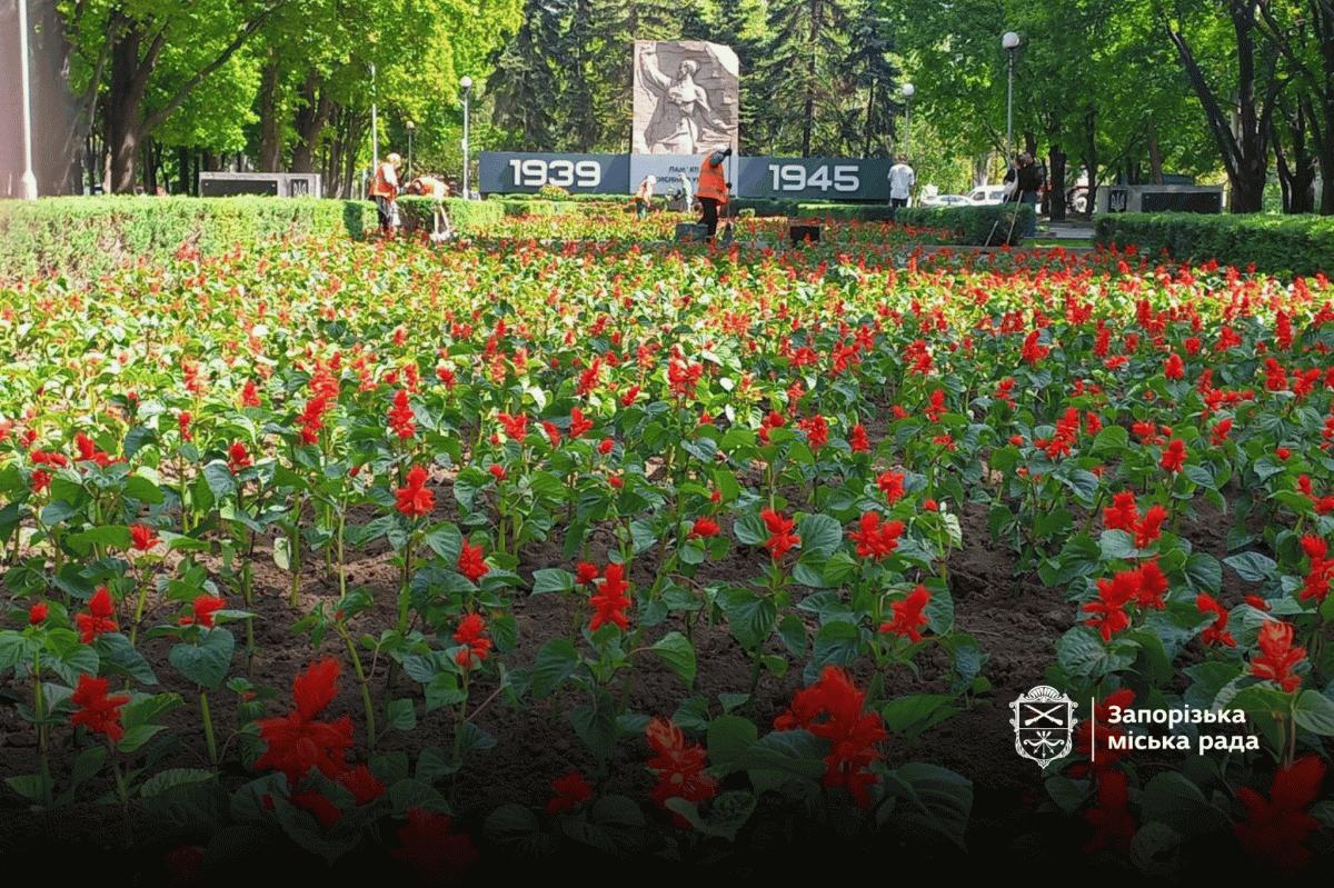 На клумбі у центрі Запоріжжя створили композицію у вигляді червоного маку з двох тисяч квітів - фото
