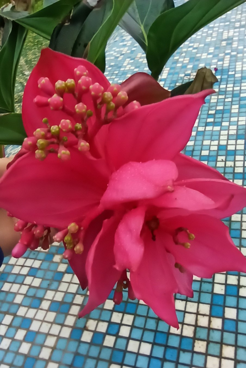 Різнокольорова краса – у запорізькому ботанічному саду гарно розцвіли квіти (фото, відео)