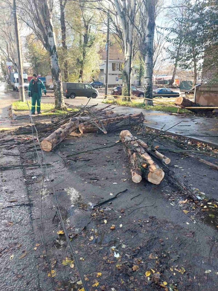 Повалені дерева, пошкоджений автомобіль - що наробила негода у Запоріжжі (фото)