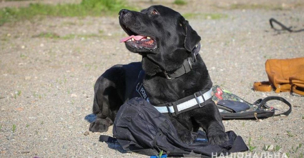 У Запоріжжі талановитий поліцейський пес виявляє вибухонебезпечні предмети