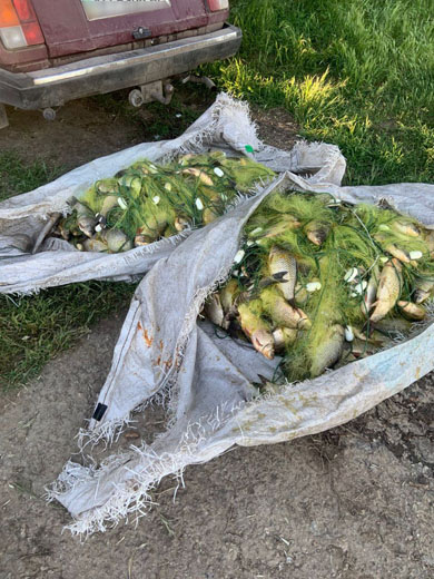 У Запоріжжі браконьєр за раз наловив понад 200 кг риби - ні скуштувати, ні продати не вдалося