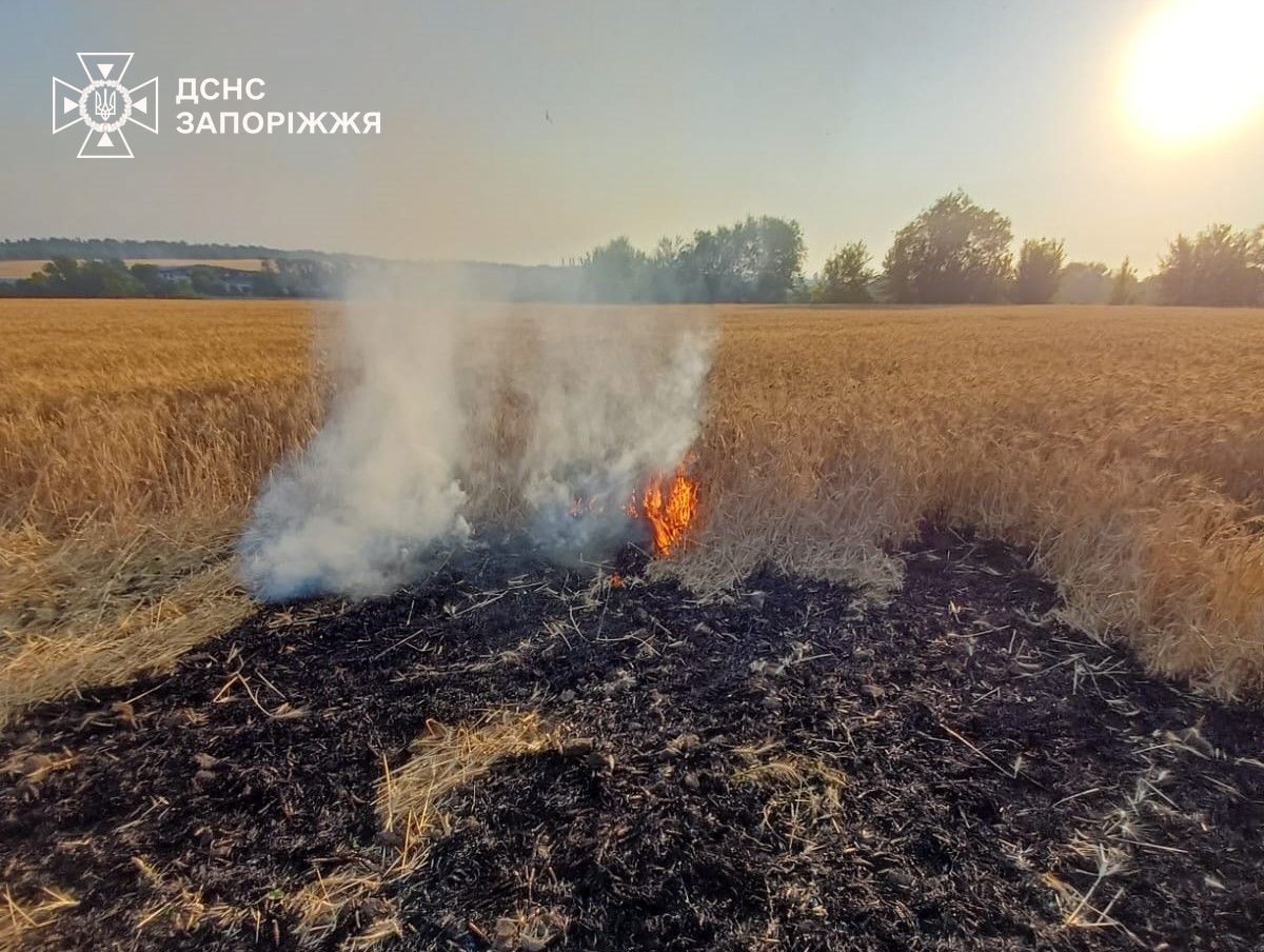 Росіяни знищили 1850 гектарів посівів: як Запорізька область проводить жнива під обстрілами