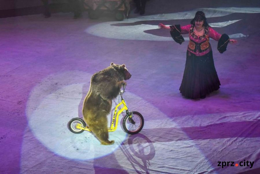 У Запорізькому цирку звірі демонструють небезпечні і забавні трюки