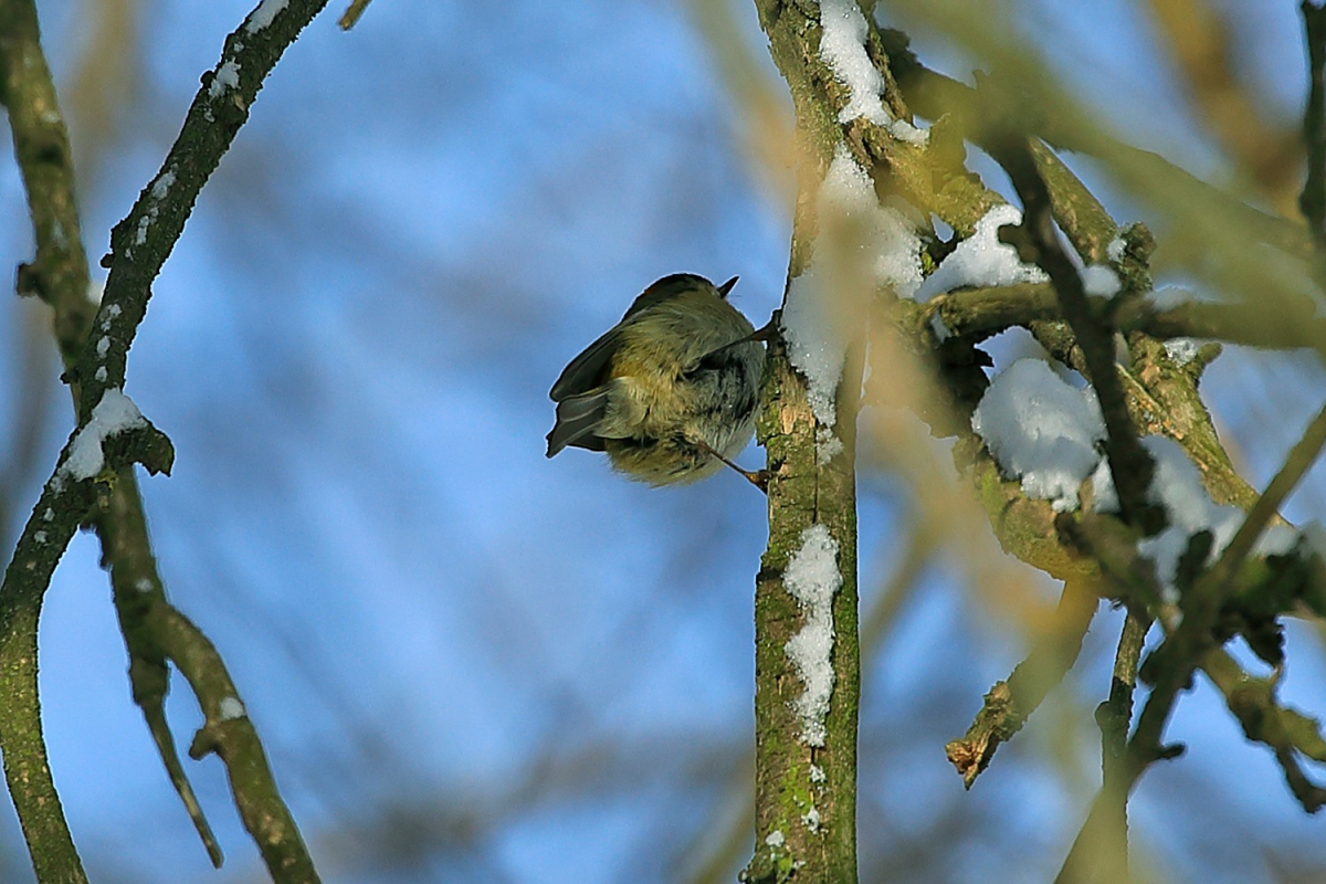 У Запоріжжі помітили найменших пташок України - фото