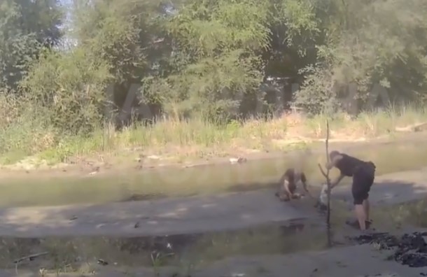 Застряг у мулі: в Запоріжжі собака потрапив у пастку на обмілілому березі Дніпра - відео