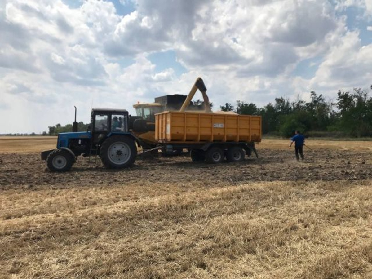 Війна, спека, сарана - як аграрії Запоріжжя борються за врожай у 2025 році