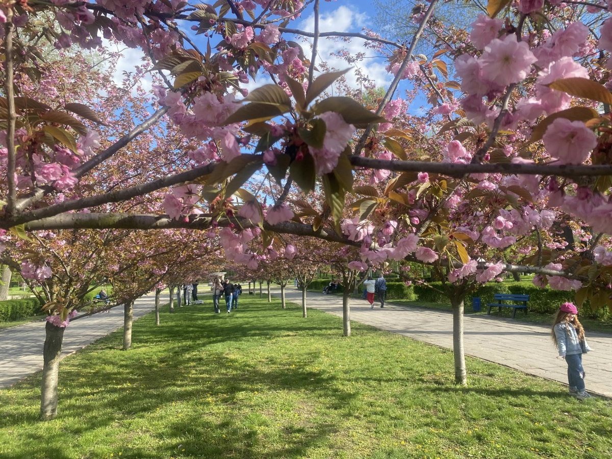 У головному парку Запоріжжя квітне сакура: чим ще можна помилуватись - фото