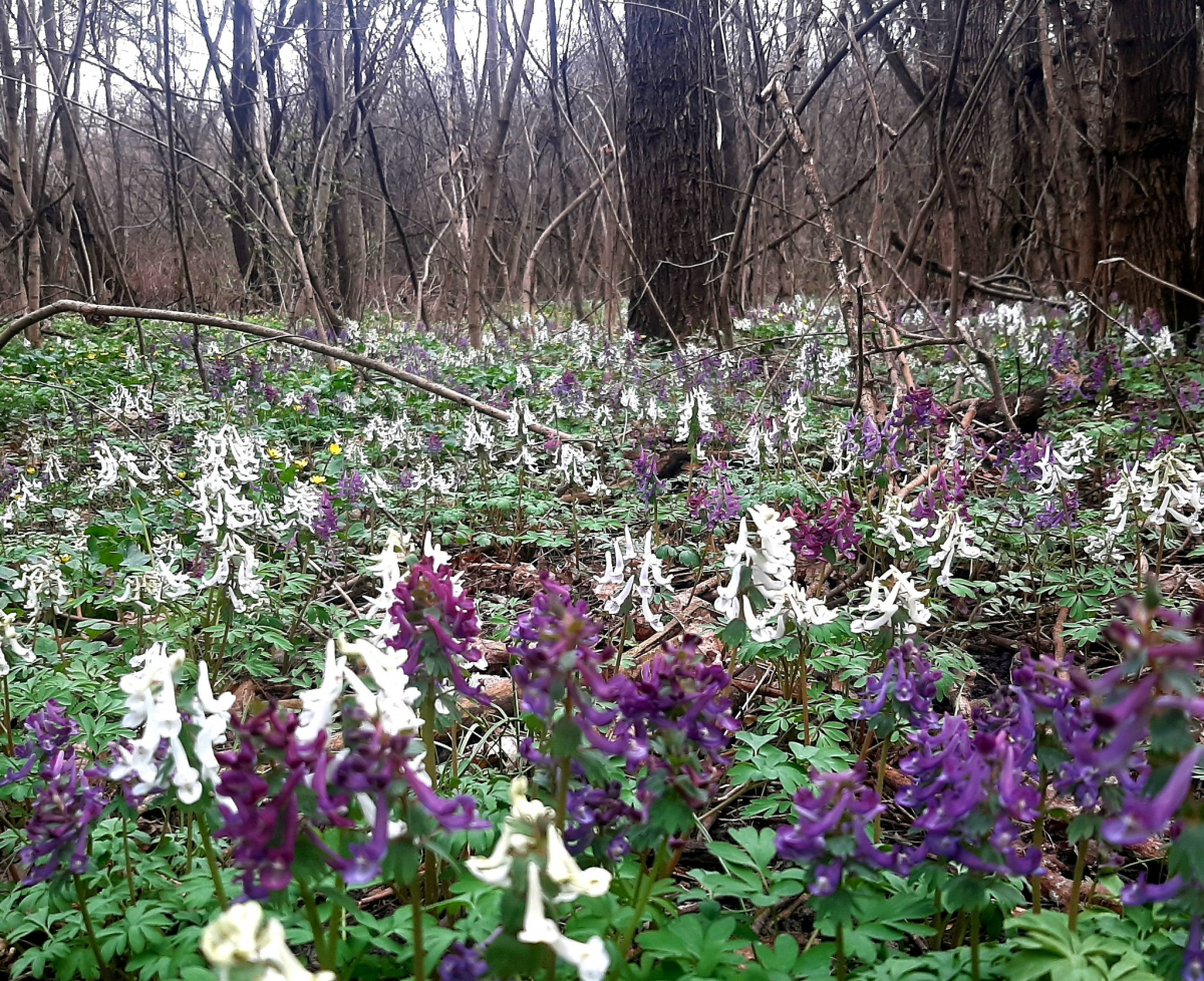 Тендітна краса: у Запоріжжі розцвіли квіти, з яких починається справжня весна - фото
