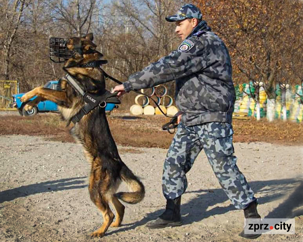 Вірний товариш та напарник: поліцейський розповів про роль службових собак у роботі (фото)
