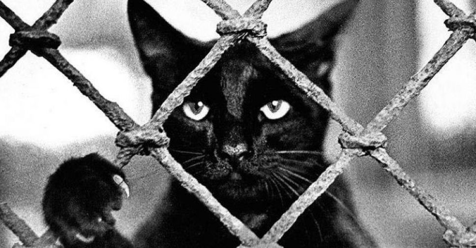 Запорізький фотограф прославив чорного кота