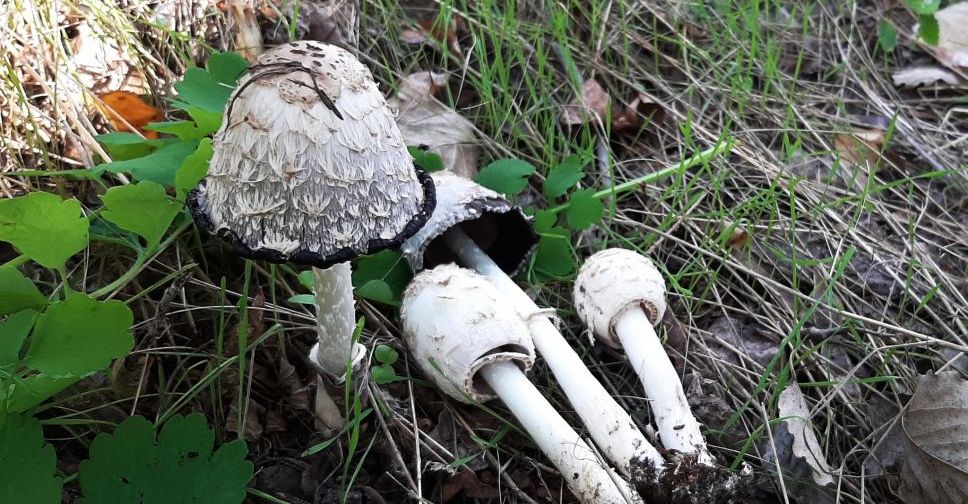 У запорізькому лісництві можна знайти багато грибів - фото