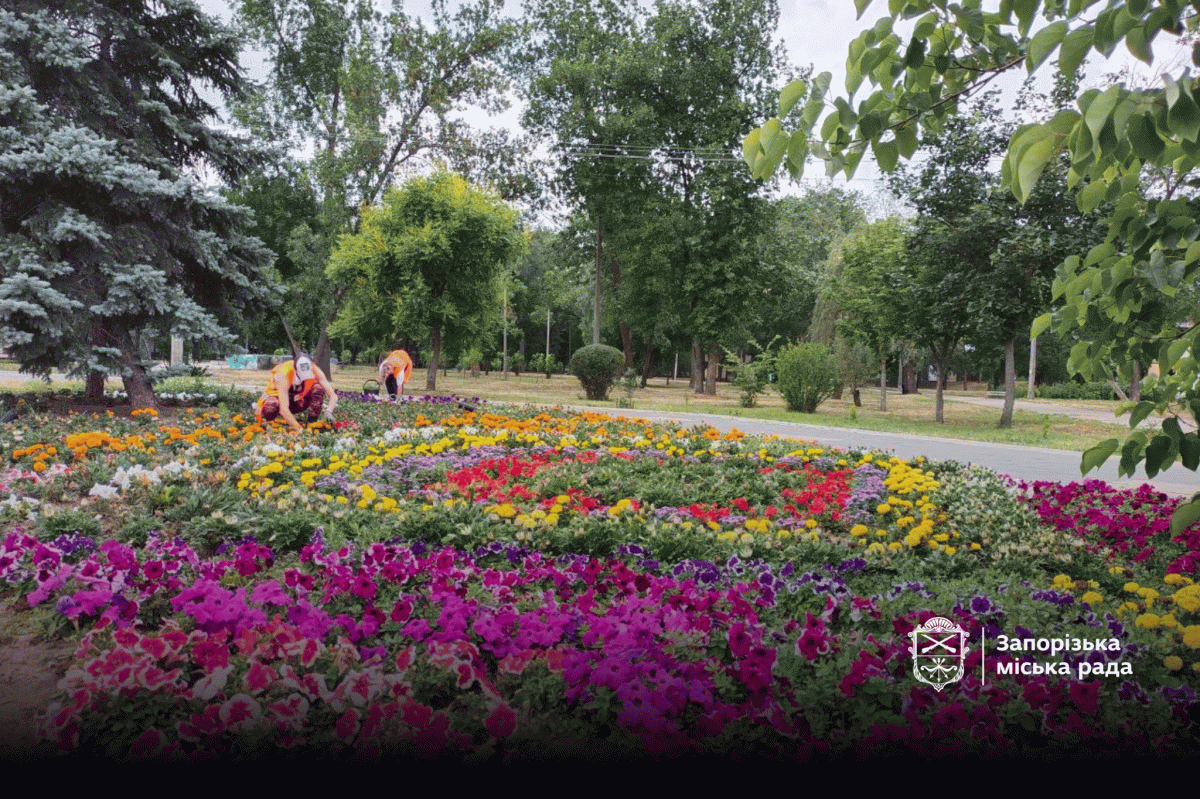 Головний парк Запоріжжя зустрічає відвідувачів доглянутими клумбами з красивими квітами - фото