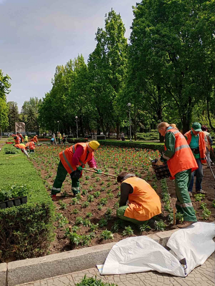 На клумбі у центрі Запоріжжя створили композицію у вигляді червоного маку з двох тисяч квітів - фото