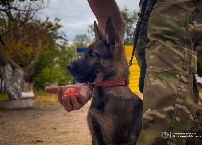 Шукають вибухівку, людей під завалами та допомагають розкривати злочини: як на Запоріжжі працюють службові собаки (фото)