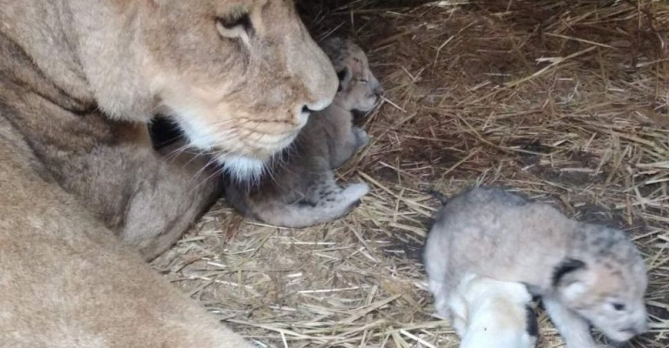 Через вибухи у левиці у зоопарку Запорізької області пропало молоко - левенятам потрібен особливий корм