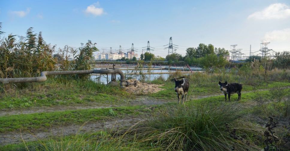 Росіяни знищують рідкісних тварин біля Запорізької АЕС - фото, відео