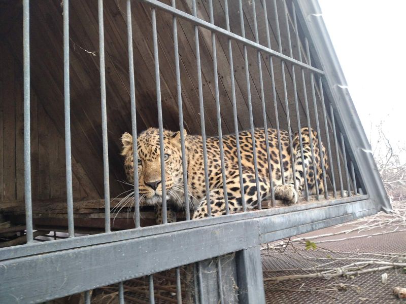 У зоопарку Запорізької області з'явилися два маленькі леопарди