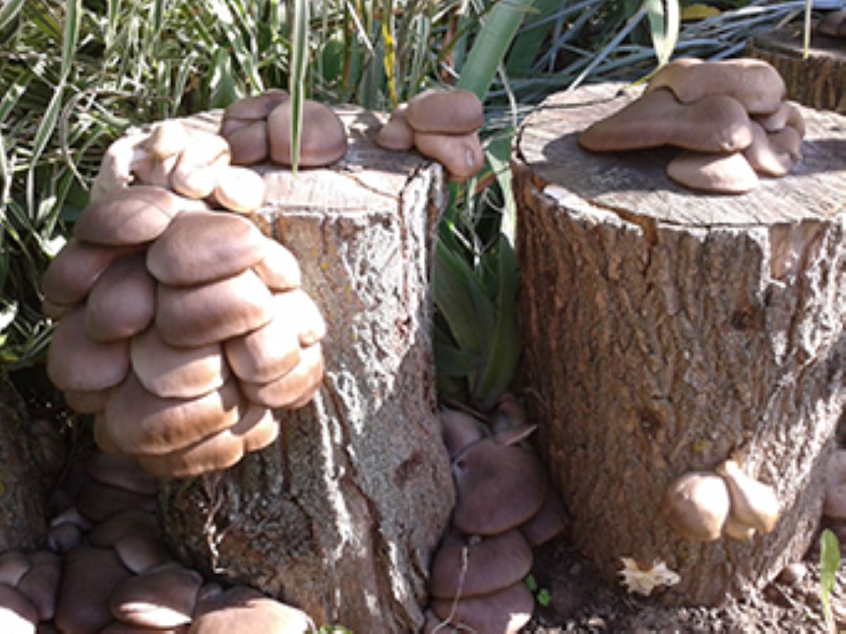 На деревині або соломі: як самостійно виростити гливи