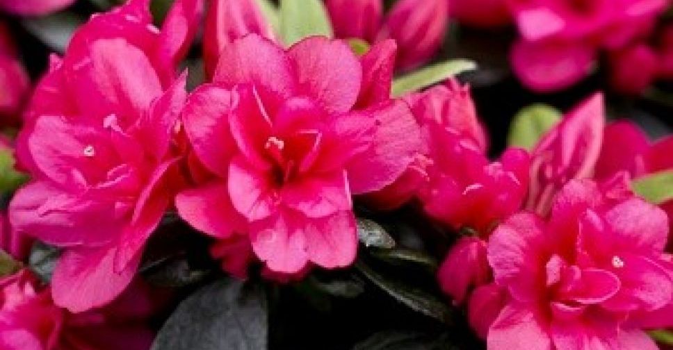 У запорізькому ботанічному саду цвітуть яскраві квіти - відео
