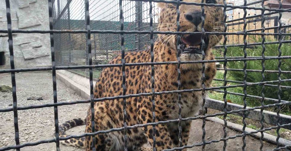 У зоопарку Запорізької області з'явилися два маленькі леопарди