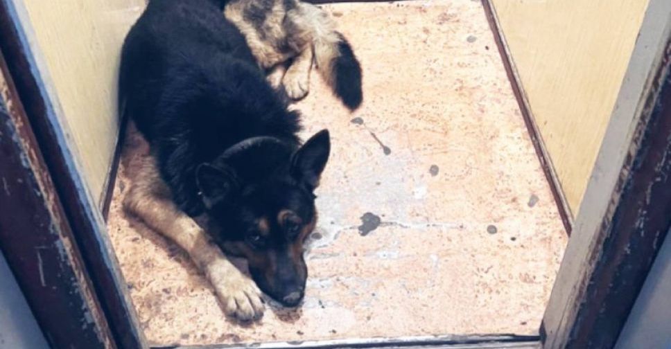 Запорізькі патрульні допомогли повернути загубленого собаку власнику