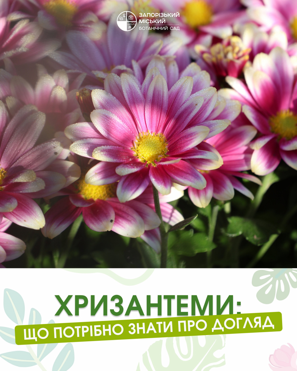 Як доглядати за хризантемою мультифлора у відкритому ґрунті: поради Запорізького ботсаду