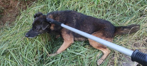 У Запоріжжі врятували собаку, який впав у чотириметровий колодязь - фото