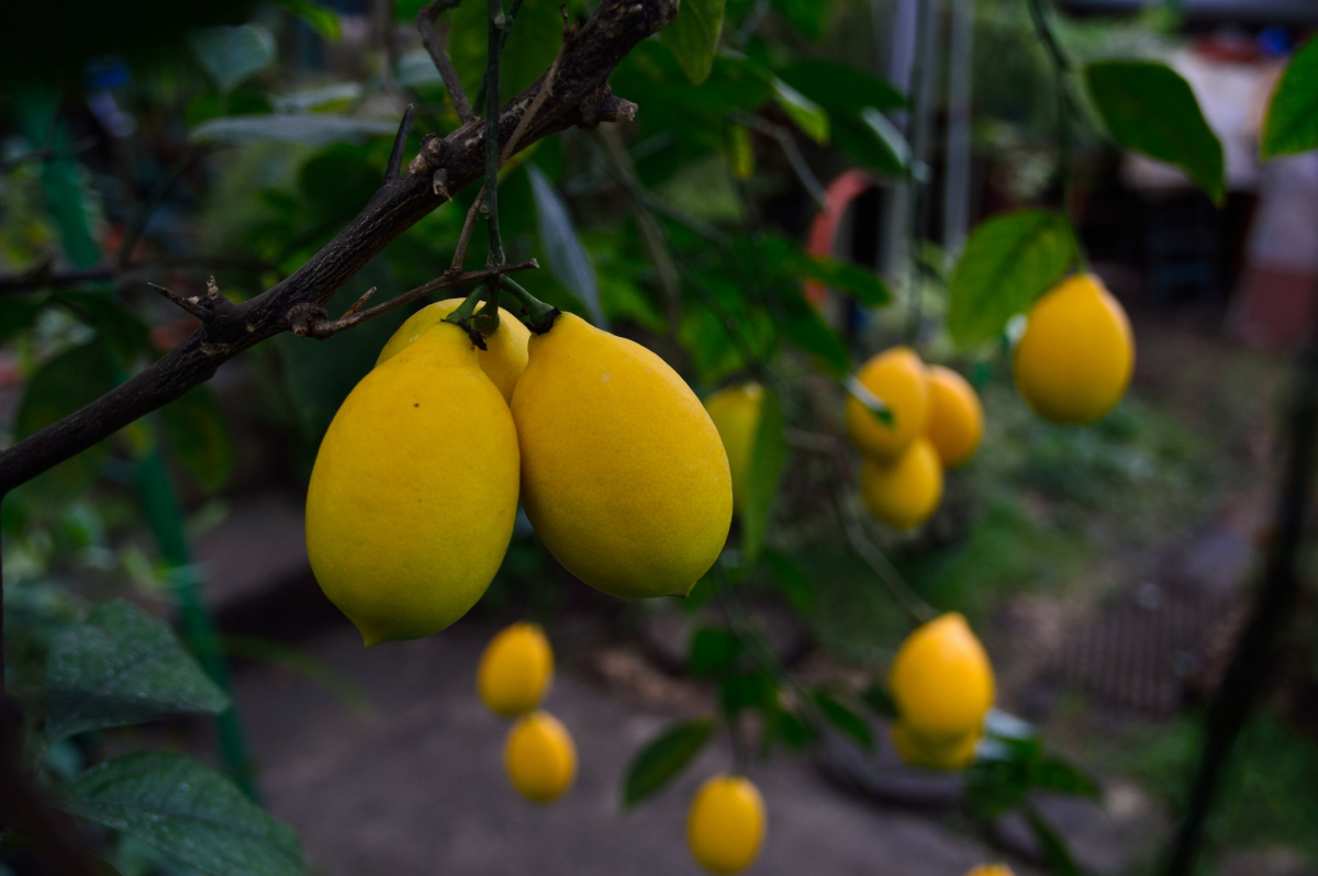 Вже готуються квітнути - як вирощують лимони в запорізькому міському ботсаду (фото)