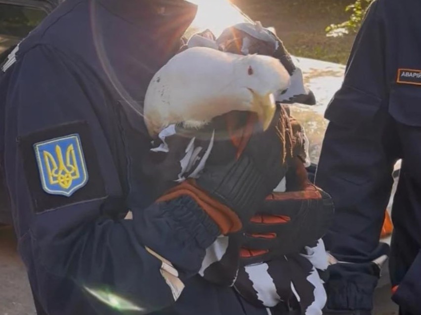 У Запоріжжі рятувальники прийшли на допомогу птахові, що не міг злетіти (фото)